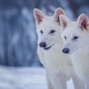 People Who Lost Love 이미지