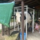 은하목장 이미지