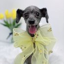 단비네펫살롱 이미지