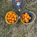 고요부부농장 이미지