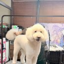 메종VIP203 이미지