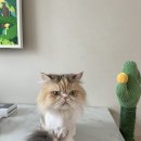 고양이의 산책:묘책 이미지