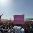 조성농장 | [용인 처인구 체험농장 후기] 포레스트벨 ㅣ아이들이 좋아한 체험농장