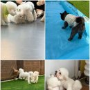 댕댕이 천국! 대구애견카페 잊지 못할 추억 만들기