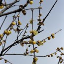 노안초등학교 | 2026 나주 매화 개화, 겨울 꽃구경 (노안초등학교 황금납매)