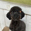 꽃보다 강쥐 이미지