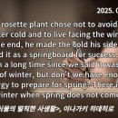 로제트리 이미지