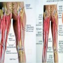 오금이 아플 때 - 슬건근, 대퇴이두근, 햄스트링 근육 이미지
