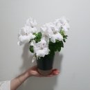 초록유 이미지