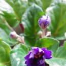 세인트폴리아 이미지