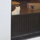 성산읍 오조리 성산중기 옆 | 동쪽 숙소] 스테이 오조, 히끄네집 대신 스테이오조 2인 숙박한 후기(오조리 산책/ 고양이 사진 많음 주의)