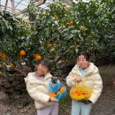 가수천 | [제주] 겨울여행 추천! 아이와 함께한 한라봉 따기 체험 리얼후기 - 산물상회&amp;카페(쇠소깍 산물 관광농원)