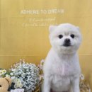 댕곤댕곤 이미지