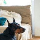 현대동물의료센터 이미지