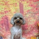 펫 살롱 파밀리에 이미지