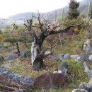 매화나무집 이미지