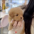 하남강아지 이미지