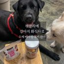 헬스 앤 스윔 | 강아지 수제 화식사료 추천하고 싶은 펫믈리에 후기