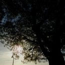 ﻿시드니 2 - 어느 해변에서의 풍경과 일몰 이미지