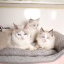 리터바이 이미지