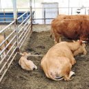 게바농장 이미지