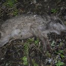 오늘밤 드디어 범인을 잡았어요 이미지