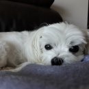 율동물의료센터 이미지