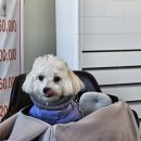 1479 | 대부도 애견동반식당 맛집 사또횟집조개구이 내돈내산