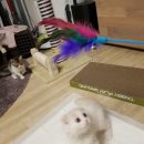 낭만고양이(강서점) 이미지