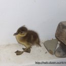 오리나들이 이미지