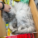 CH동물병원 이미지