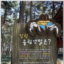 서천 마량리 동백나무 숲 이미지