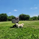 강아지정원 이미지