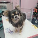 DOG LOVE WITH 란 이미지