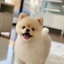그루밍공화국 이미지