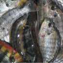 갈릴리농장 이미지