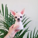 다듬펫살롱 | [서울 양모펠트공방] 영등포 양모공방 멜팅펠팅, 주문제작
