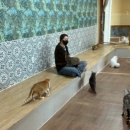 냥냥늉늉 이미지