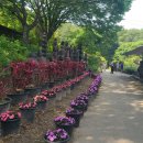 수국정원 이미지