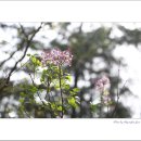 수수꽃다리 이미지