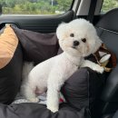 죽양대로 | [경기도 애견수영장] 원더풀도그베이 안성 강아지 수영장 후기