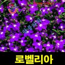 티티퍼플