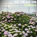 제주 수국 명소 서쪽 카페 미레이나 개화 현황 6월 초 방문한 찐 후기