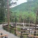 소나무정원 이미지