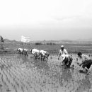 수원-1981 이미지