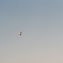 강릉경포그리고바다 이미지