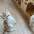 고양이카페 아이캣유 네이버블로그