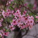 경희대외대복사 이미지