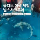 신혼여행, 몰디브에서 상어와 눈을 마주치다 - 널스 샤크 투어 후기