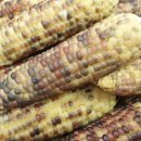 동보농장 이미지